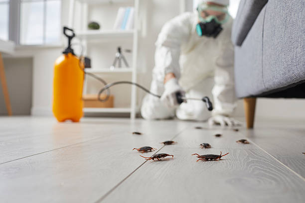 Affordable Cockroach Control solutions in Haskell, TX